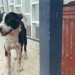 scan0085