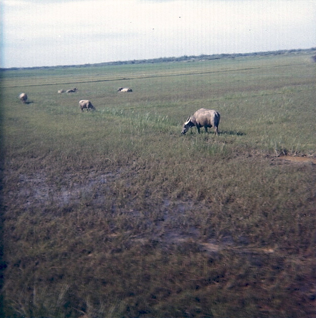 scan085