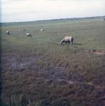 scan085